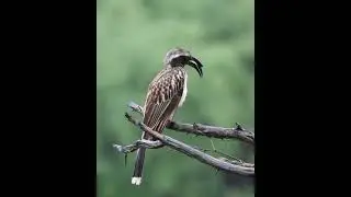African Gray Hornbill at Kruger National Park
