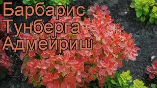 Барбарис тунберга Адмейриш (berberis thunbergii) 🌿 обзор: как сажать, саженцы барбариса Адмейриш