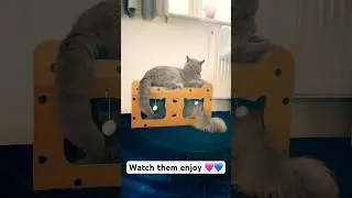 CAT BED & SCRATCH POST | ONLY &pound;4.14 FROM TEMU  🐈&zwj;⬛ 🐈&zwj;⬛