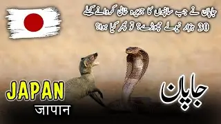When Japan Released 30,000 Mongooses to Clear Snake Island | #japan #snakes #mongooses #facts