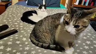 Anuncio de entrada Edge rated R superstar con mis gatitos 