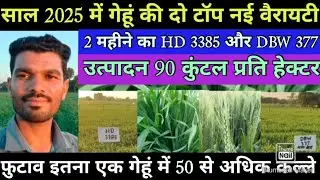 HD 3385 और DBW 377 गेहूं की दो टॉप वैरायटी साल 2025 उत्पादन 90 कुंतल हेक्टर 2 महीने की स्थिति।