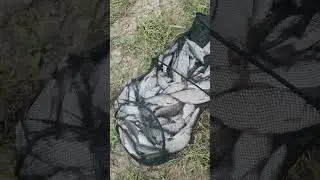 Dunav bela riba krenula