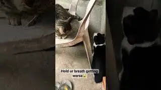 Cats want to share chair