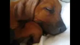 Meine Rhodesian Ridgeback Welpen kurz vor Abgabe (VDH/FCI).