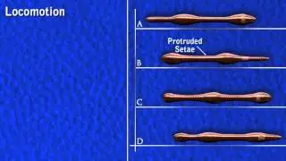 Earthworm: movement - hydrostatic skeleton