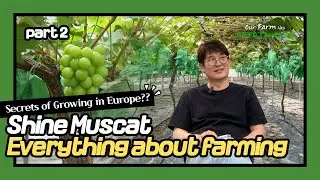 Our Farm has HIPPO FARMTECH -part 2-ㅣShine Muscat Grapes : LED Grow Lights (2)