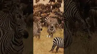 Top 5 Best African Safari Tour Companies for Budget Travelers