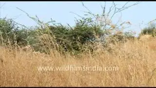 Dry Grassland in Rajasthan