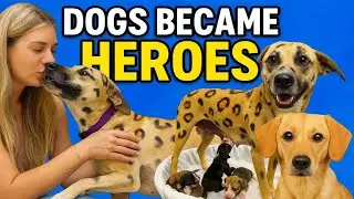 She Survived 133&deg;F To Save Her Puppies 😢 | True Dog Story That Broke The Internet