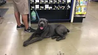 Vince the Epic Dog Pro Dog Training a Mastiff in Irvine California working on obedience training!