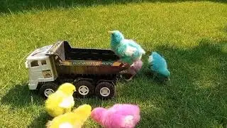 GUYS!! LET'S PLAY AND CATCH COLORFUL CHICKEN, FUNNY CHICKEN, LITTLE CHICKEN