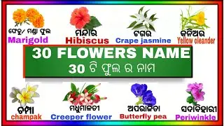 English Odia words flower name |word book |English odiadictionary |Basic Word meaning practice |
