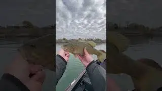 What&rsquo;s it like fishing w/ fathead fishing co? Be ready to set the hook #smallmouthbass #bassfishing