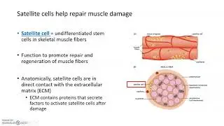 Types of Muscle Fibers and Satellite Cells