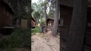 Tree fell in tight space