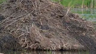 A North American Snapping Turtle looks to lay her eggs in a USA Beaver lodge as a Beaver swims by