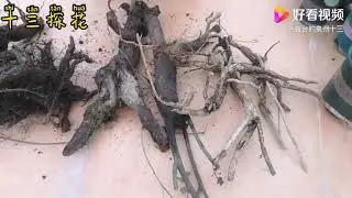 湖北二哥寄来4种下山桩，南天竹，金弹子，山木香，黄杨，杀桩上盆