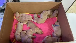 Golden Retriever Puppies and Riley Update!
