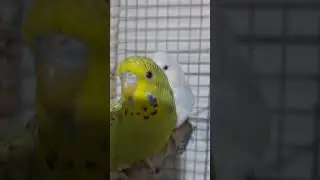 Tem periquitos que são Curiosos no Final...😍🤩