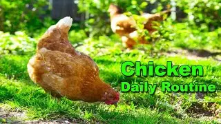 Chicken Daily Routine | Egg Collecting | Eating | Chicks | Backyard Chickens