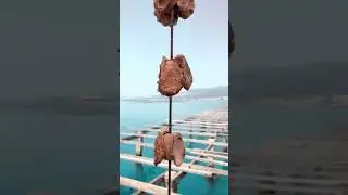 Mussel Farms in Terres de l&rsquo;Ebre