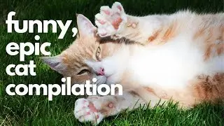 Funny Epic Cat Compilation Video- NEW!!