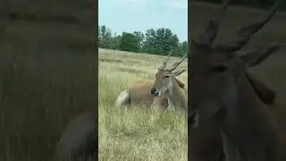 Eland