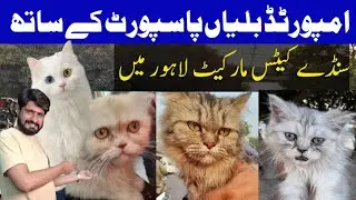 Tollinton Sunday Cat's Sasta Bazar l Lahore Pets Mandi l October 2025 l haider bird zone 