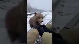 [1] Cub Rescued from Train Tracks Just in Time!