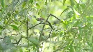 Grey-headed Parrotbill / Psittiparus gularis / นกปากนกแก้วหัวเทา