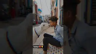 🥺Bye Bye💔SULTAN🥺| bakra eid emotional video | #sultan #shorts