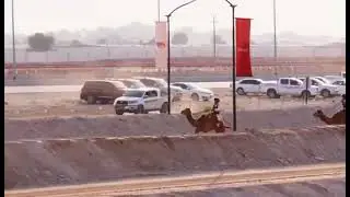 عمانی اونٹ 🐫 