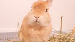 お腹が減れば牧草食べればいいもん【モグモグ番外編#3】【No.1143】