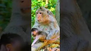 #babyanimal #babymonkeyangrymom #babymonkey #albatroop #animals #ambertroop #sovannatroop #cute