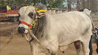 నర్సారావుపేట *5.వ RR బుల్స్ రోహన్ బాబు, హైదరాబాద్(💥సామ్రాట్ & బసవ 💥....*✨