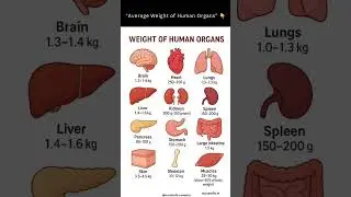 Average Weight of Human Organs #humanorgan