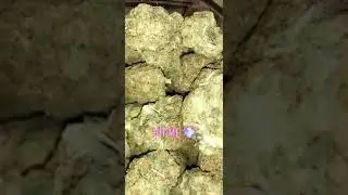 Best type of weed in 2019