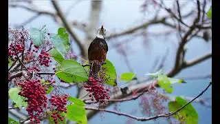 白頭鶇 英文名：Island Thrush 學名：Turdus poliocephalus