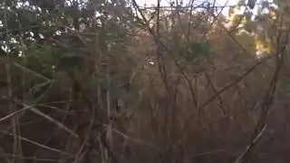 improvement of the biodiversity inform video