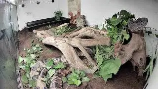 Snake Enclosures Livestream | Germany | False Water Cobra