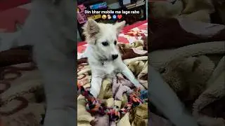 din bhar mobile me lage raho #dog #funny #pets#viral #ytshorts