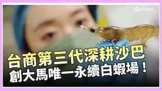 創大馬唯一「永續」白蝦場 !台商第三代深耕沙巴   留美返鄉養蝦！ ｜三立iNEWS