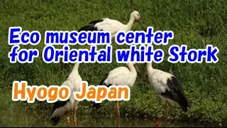 Japan Travel:  Eco Museum Center for Oriental White Stork, Toyooka City, Hyogo Prefecture Hyogo010