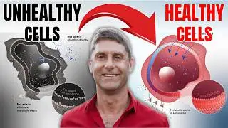 The Cellular Health Breakthrough: Simple Hacks for Energy, Longevity, and Repair