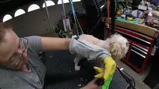 Ruff day grooing
