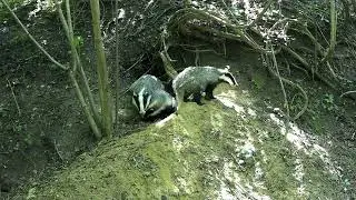 How European Badgers Live. Behaviour Documentary from Transylvania. Update 53