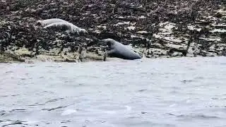 Female Seal Defeats Male in Shocking Fight | Seal Island, St Ives