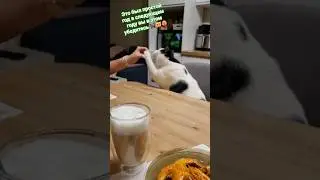 Стэтхэм о полуфобрикатах🐈&zwj;⬛😻❤️&zwj;🔥 #memes #видосыоткота #популярное #cat #кот #recommendations #mem