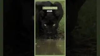 Black Panther&rsquo;s Secret: The Truth About This Mysterious Big Cat 🐆🌑 #shorts